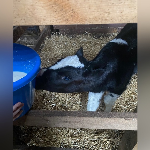 Meet your Posher, Victoria - Picture 2 of 3